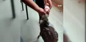 Bitkin halde bulduğu karacayı biberonla besleyip baktı