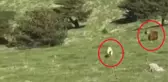 Çoban, çıtırtıyı duyup çalılara doğru dönünce dev ayıyı gördü! Hırçın kangal canını siper edip koyunların önüne atladı