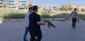 İzmir'de kedi ve köpekler zehirlenerek telef edildi