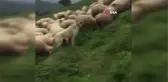 Kangal köpeği sürüyü ayıdan böyle kurtardı