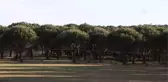 Kozak Yaylası'ndaki çam fıstığı zararlısıyla biyolojik mücadele