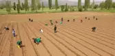 Öğrenciler ile girişimci kadınlar 20 bin domates fidesini toprakla buluşturdu