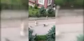 Sahipsiz köpeklerin saldırısına uğrayan çocuk, yaşadığı korkuyu anlattı