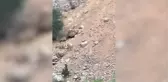 Tunceli'de vaşağın yaban keçisini kovalama anı görüntülendi