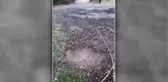 Alaşehir'de dolu yağışı üzüm bağlarına zarar verdi