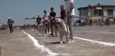 Kayseri'de 'Anadolu Çoban Köpekleri Güzellik Yarışması' düzenledi