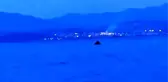 Yunus balıklarının şovu kamerada