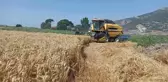 Söke Ovası'nda buğday bereketi