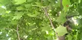 İki gün ağaçta mahsur kalan yavru kedi dernek başkanının duyarlılığı sayesinde kurtarıldı