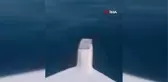 Yunus balığının tekneye eşlik ettiği anlar kamerada