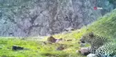 Artvin'de görüntülenen Anadolu Parsının ailesi olup olmadığı araştırılıyor
