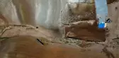 Tiftiğiyle meşhur Ankara keçisinin oğlakları merayla buluştu