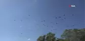 Hakkari'nin kargalı köyü... Kargalar bu köyde yaz-kış demeden 10 yıldır duruyor