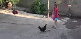 Osmaniye'de gülümseten görüntü... Tavuk, ördek yavrularına annelik yaptı