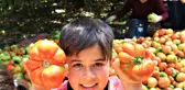 Ata tohumu bereketi...6 aydır domates hasadı yapılıyor