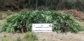 Osmaniye'de 55 bin kök kenevir bitkisi ele geçirildi