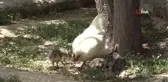 Annelerinin bakmadığı hindi yavrularını tavuk sahiplendi