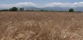 İzmir'de Karakılçık Buğdayı Eken Üreticinin Yüzü Güldü