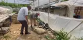 Sahipsiz köpeklerin saldırdığı öne sürülen 5 kuzudan biri telef oldu