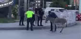 Eşeğin inadı trafiği aksattı, polis yoldan çekmek için yoğun çaba harcadı