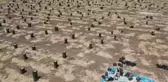 KAHRAMANMARAŞ - Markalaşma çalışmaları süren Beşçeşme sarımsağında 15 bin ton rekolte bekleniyor