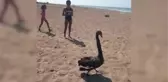 Antalya'da siyah kuğu sürprizi