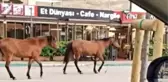 Bursa'da başıboş atlar yollarda cirit atıyor