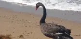 Koruma altındaki Siyah Kuğu, Türkiye'de ikinci kez Antalya'da görüldü
