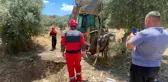 Foseptik çukuruna düşen inek kurtarıldı
