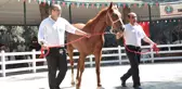 TİGEM 49 tayın satışından toplam 8 milyon 466 bin lira gelir elde etti