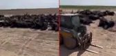 ABD'nin Kansas eyaletinde, aşırı sıcaklar nedeniyle en az 2 bin sığır telef oldu