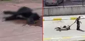 Bu nasıl hayvanseverlik! Kendi köpeklerini kurtarmak için bir başka köpeği döverek öldürdüler