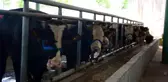 Kurbanlık hayvanlar pazardaki yerlerini aldı