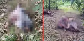 Kesik at başı, bir ilimizi alarma geçirdi! Polis, etlerin dağıtıldığı ihtimali üzerinde duruyor