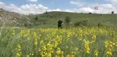 Son dakika! Asırlar önce askerlerin yaralarına yarıyordu, sarı kantaron günümüzde de önemini koruyor