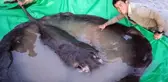 Kamboçya'da 300 kilogram ağırlığında tatlı su balığı yakalandı