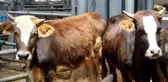 Kurban Bayramı öncesi satıcılar hayvan pazarında yerini aldı