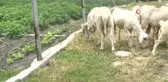 Vefakar koç dağı taşı aşıp eski sahibine geldi