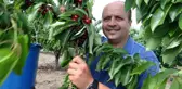 5 ülkeye ihracatı yapılan 'Napolyon' cinsi kirazın hasadına başlandı