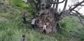 Görenleri hayrete düşüren ceviz ağacı... Gövdesi 9 metre 22 santimetre