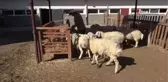 Öğrencilerin beslediği küçükbaş hayvanlar kurbanlık olarak görücüye çıktı