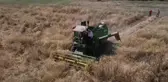 Karakılçık Buğdayı, Kemalpaşa'da Hayat Buluyor