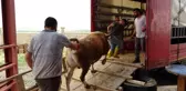 Muş'tan batı illerine kurbanlık sevkiyatı başladı