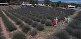 Büyükşehir Lavanta Şenliği başladı
