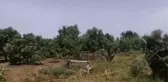 Sudan, mango üretiminde Afrika'da ön sıralarda yer alıyor