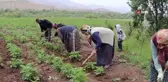 Tarlada çapalama işini eğlenceye çeviriyorlar