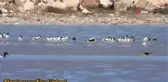 Acıgöl'de flamingolar görsel şölen oluşturuyor