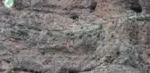 GÜMÜŞHANE - Sarp kayalıklarda yaban keçisi yavruları görüntülendi