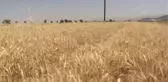 İran'ın Kazvin eyaletinde tahıl rekoltesi ciddi oranda düştü
