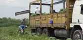 Karpuzun fiyatı yarı yarıya düştü